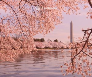 Washington D.C. during the spring